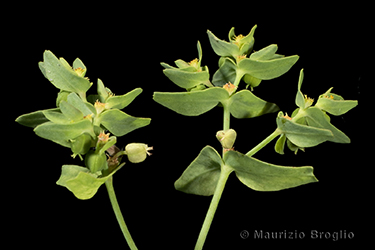 Immagine 5 di 6 - Euphorbia exigua L.