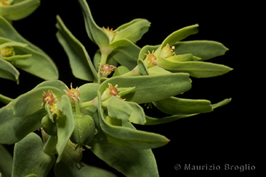 Immagine 6 di 6 - Euphorbia exigua L.