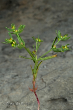 Euphorbia exigua L.
