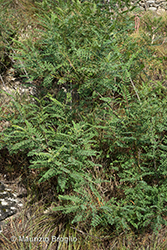 Immagine 1 di 9 - Amorpha fruticosa L.