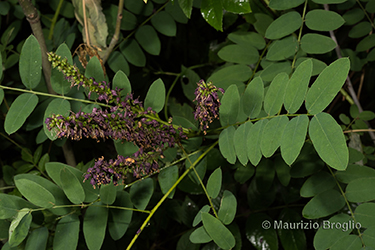 Immagine 5 di 9 - Amorpha fruticosa L.