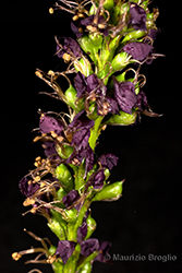 Immagine 7 di 9 - Amorpha fruticosa L.