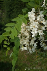 Immagine 1 di 5 - Robinia pseudoacacia L.