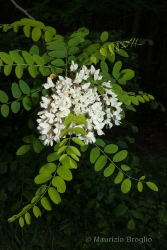 Immagine 2 di 5 - Robinia pseudoacacia L.