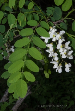 Robinia pseudoacacia L.