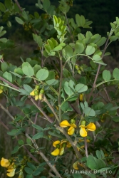 Immagine 1 di 5 - Colutea arborescens L.