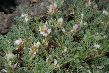 Immagine 1 di 4 - Astragalus sempervirens Lam.