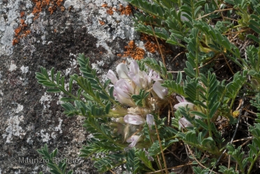 Immagine 2 di 4 - Astragalus sempervirens Lam.