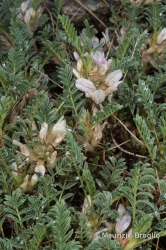 Immagine 3 di 4 - Astragalus sempervirens Lam.