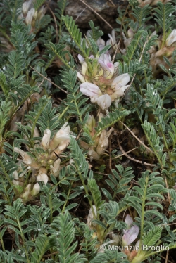Astragalus sempervirens Lam.