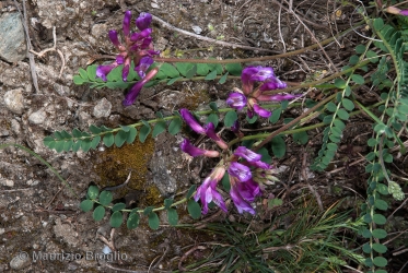 Immagine 2 di 5 - Astragalus monspessulanus L.