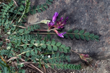 Immagine 3 di 5 - Astragalus monspessulanus L.