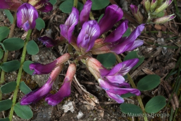 Immagine 4 di 5 - Astragalus monspessulanus L.
