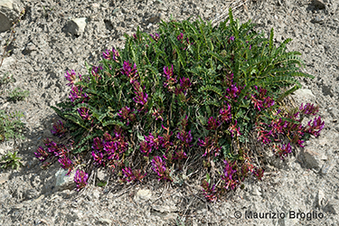 Immagine 5 di 5 - Astragalus monspessulanus L.