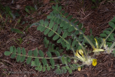 Immagine 1 di 6 - Astragalus exscapus L.