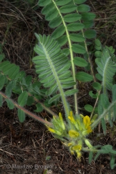 Immagine 2 di 6 - Astragalus exscapus L.