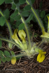 Immagine 3 di 6 - Astragalus exscapus L.
