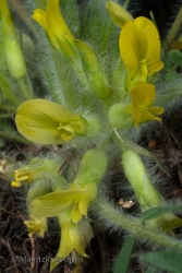 Immagine 4 di 6 - Astragalus exscapus L.
