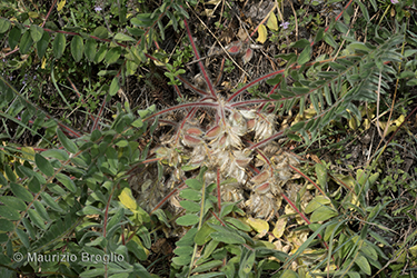 Immagine 5 di 6 - Astragalus exscapus L.
