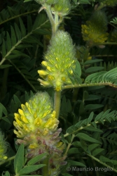 Immagine 5 di 6 - Astragalus alopecurus Pall.