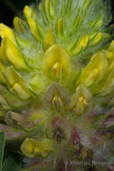 Immagine 6 di 6 - Astragalus alopecurus Pall.