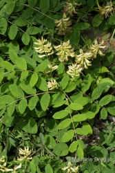 Immagine 1 di 4 - Astragalus glycyphyllos L.