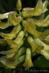 Immagine 3 di 4 - Astragalus glycyphyllos L.