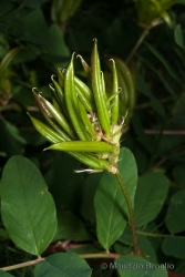 Immagine 4 di 4 - Astragalus glycyphyllos L.