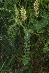 Immagine 2 di 4 - Astragalus cicer L.