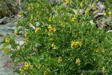 Immagine 2 di 4 - Astragalus penduliflorus Lam.