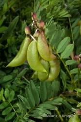 Immagine 4 di 4 - Astragalus penduliflorus Lam.