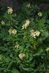 Immagine 2 di 6 - Astragalus frigidus (L.) A. Gray