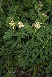 Immagine 3 di 6 - Astragalus frigidus (L.) A. Gray