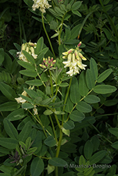 Immagine 4 di 6 - Astragalus frigidus (L.) A. Gray