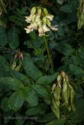 Immagine 6 di 6 - Astragalus frigidus (L.) A. Gray