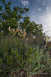 Immagine 1 di 4 - Astragalus pastellianus Pollini