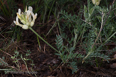 Immagine 2 di 4 - Astragalus pastellianus Pollini