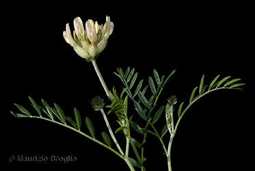 Immagine 3 di 4 - Astragalus pastellianus Pollini