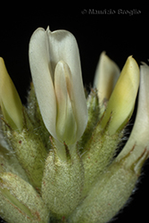 Immagine 4 di 4 - Astragalus pastellianus Pollini
