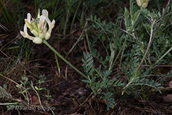 Astragalus pastellianus Pollini