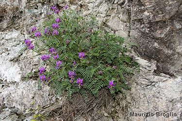 Immagine 3 di 3 - Astragalus onobrychis L.