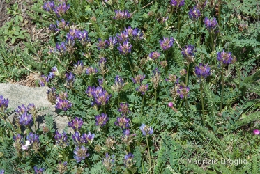 Immagine 1 di 3 - Astragalus leontinus Wulfen