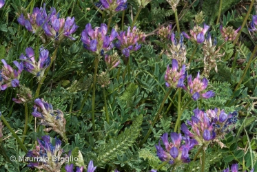 Immagine 2 di 3 - Astragalus leontinus Wulfen
