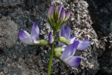 Immagine 3 di 3 - Astragalus alpinus L.