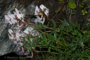 Immagine 1 di 6 - Astragalus australis (L.) Lam.