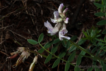 Immagine 2 di 6 - Astragalus australis (L.) Lam.
