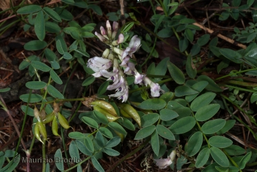 Immagine 3 di 6 - Astragalus australis (L.) Lam.