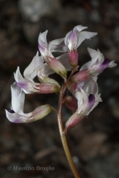 Immagine 4 di 6 - Astragalus australis (L.) Lam.