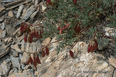 Immagine 5 di 6 - Astragalus australis (L.) Lam.