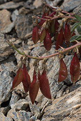 Immagine 6 di 6 - Astragalus australis (L.) Lam.